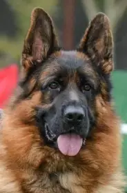 Německý ovčák štěňata - Rokycayn