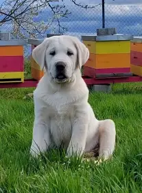 Středoasijský pastevecký pes, SAO štěňata s PP FCI, Alabai, Středoasijský ovčák.