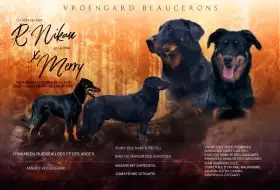 Beauceron s PP Rokycany