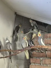 Korely šedé-přírodní, perlové, bělohlavé.