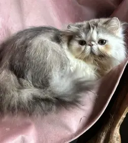 Prodám perské kotě s PP