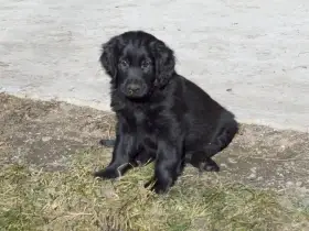 Štěňata flat coated retrievera s PP