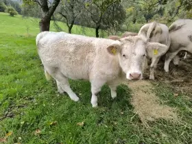 Charolais jalovice