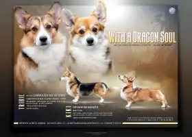 Welsh corgi Pembroke