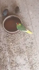 Prodám kakariki rudočelé