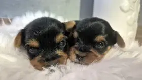 Jorkšírský terier, štěňátka s PP FCI