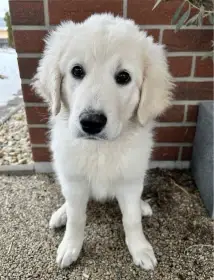 Slovenský čuvač - štěňátko s PP