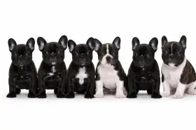 Francouzský buldoček s PP FCI