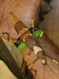 Strašilky - Živá exotika