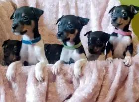 Valencian Terrier,Gos Rater Valencia,Ratonero Valenciano