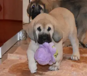 Štěňata máme k odběru 3 krásné fenky-oba rodiče Španělský Mastin