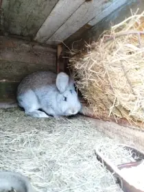 Prodám samici kříženku BO a Vss