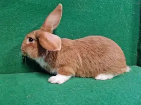 Užitkový kříženec francouzský beran X meklenburský strakáč