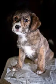 Prodej štěňat - křížence