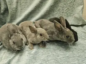 Zakrslý králíček