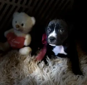 Americký Pitbulteriér