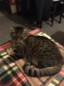 Daruji kočičku Cecilku