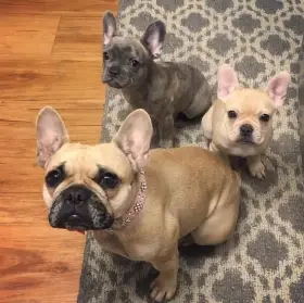Štěňata francouzského buldočka k prodeji dnes