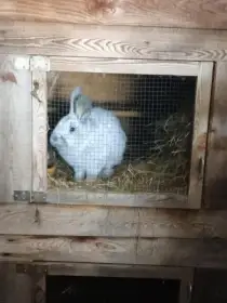 Samec velký světlý stříbřitý