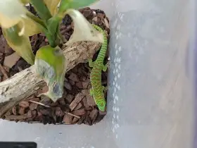 Felsuma Grandis samec