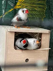 Zebřička 1 samice, 2 samci