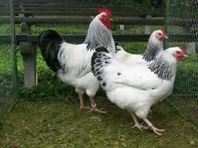 Koupím čistokrevná kuřata sasexky