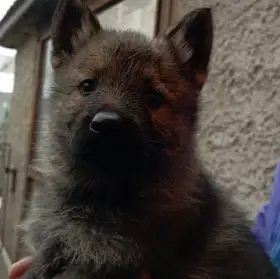 Německý ovčák štěnata s pp