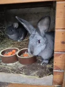 Prodám samce,samice