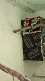 Rosela/modrá, zlatá, opalin, pastel