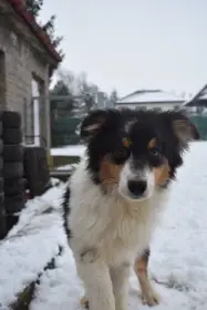 Chovatelská stanice nabízí štěňátka australských ovčáků s PP