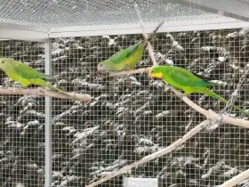 Prodám chovný pár Papouška nádherného