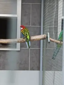 Prodám roselu pestrou