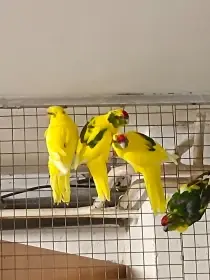 Letošní mladé, kakariki rudočelý