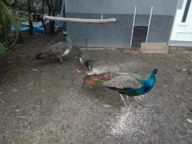 Páv modrý korunkatý