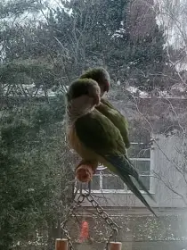 Prodám Mníška šedého