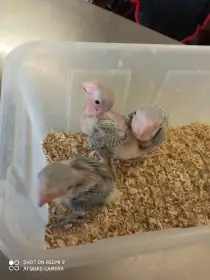 Alexandr velký na dokrmení