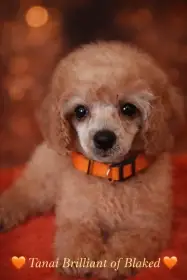 Pudl toy fawn, fenka s PP