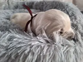 Štěňátko zlatého retrievera s PP