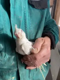 Prodám krotkou korelu albino