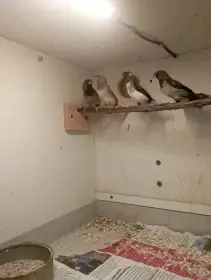 Chůvička japonská