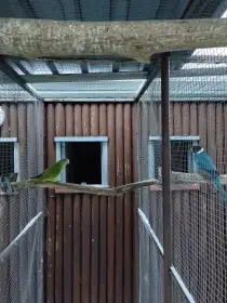 Šedozelený nádherný