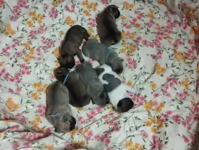 Francouzský buldoček