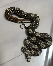 Hroznys kralovsky Boa samec Hypo IMG