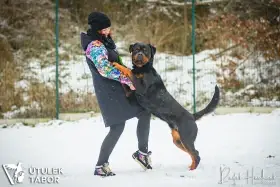 Muzzle – rozvážný chytrolín