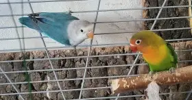 Dvouměsiční mláďata Agapornise Fisheri