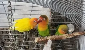 Spolu s rodiči (nalevo)