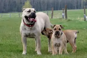 Mallorska doga, Malorska doga, Ca de Bou