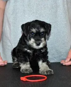 Knírač malý černostříbřitý