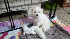 Adrianna je fenka bišonka, která hledá milující domov