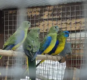 Prodám loňské Neofemy